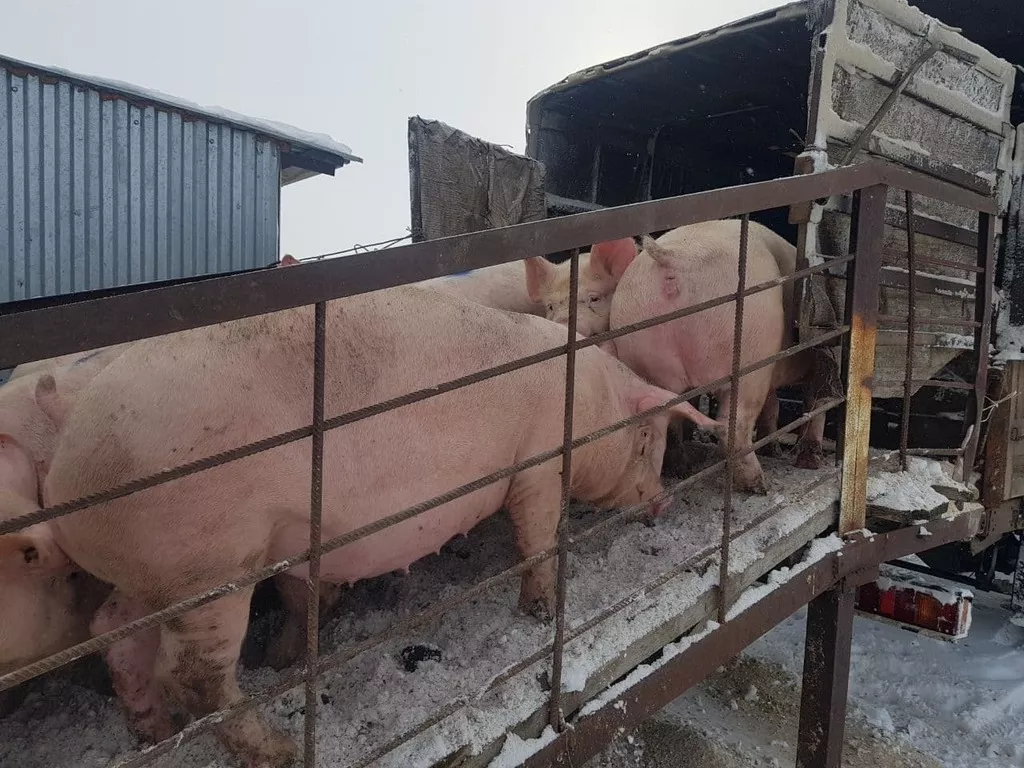 свиноматки, поросята, свиньи с комплекса в Самаре 5
