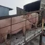 свиноматки, поросята, свиньи с комплекса в Самаре 5