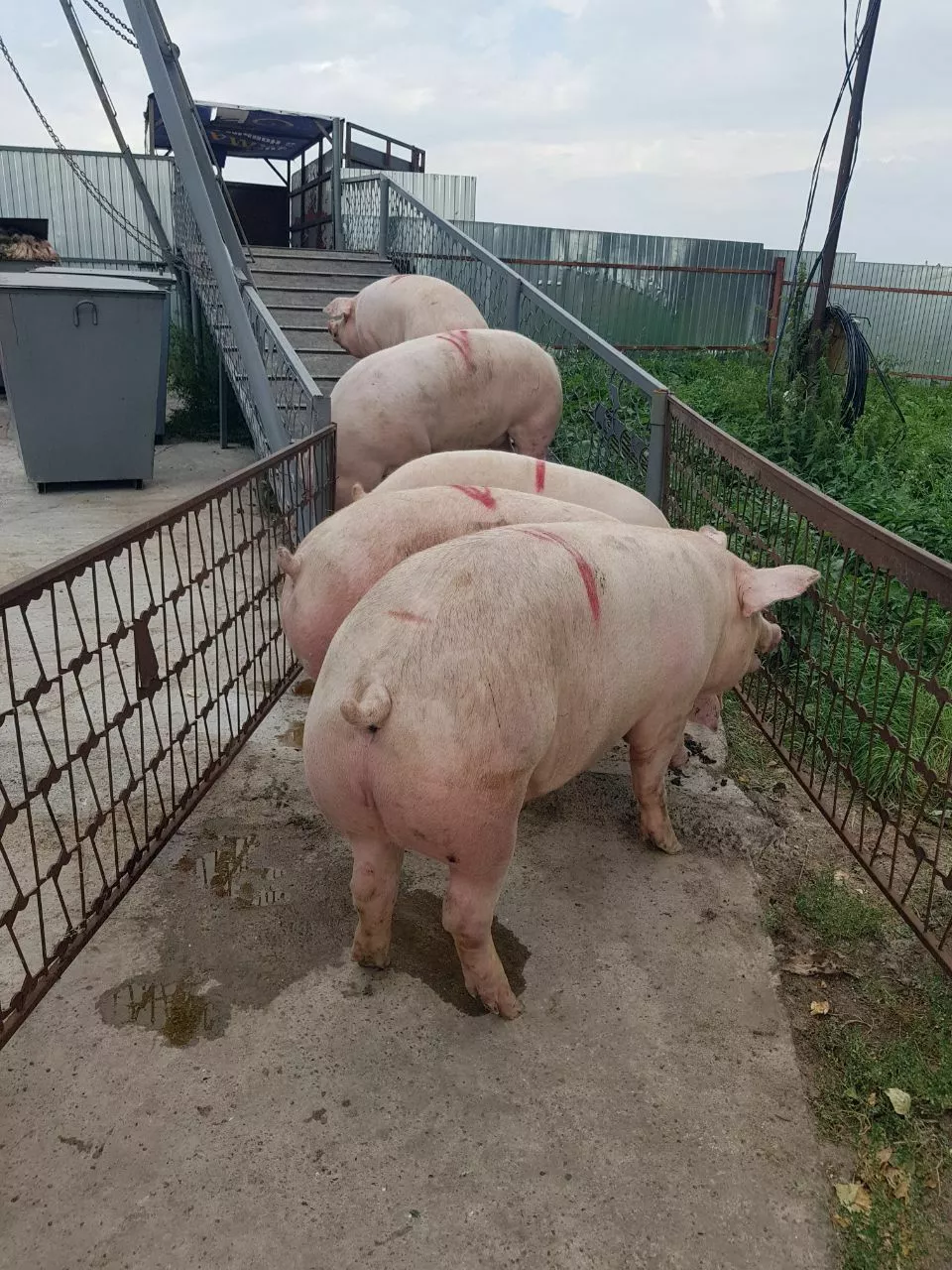 свиноматки, поросята, свиньи с комплекса в Самаре 9