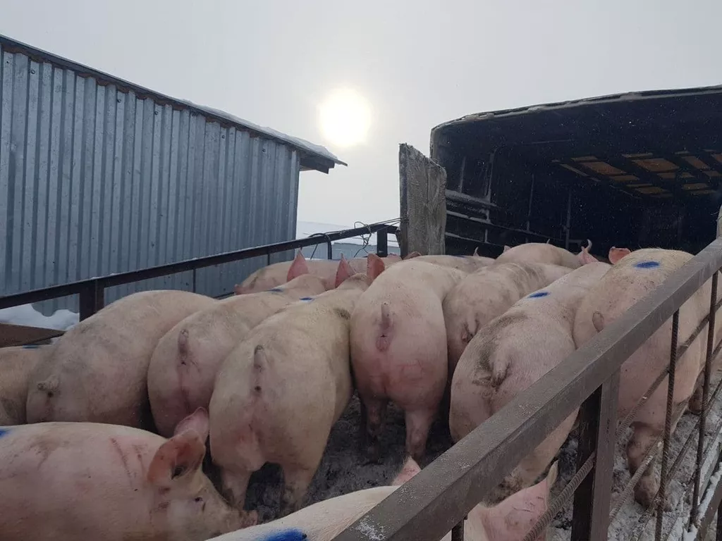 свиноматки, поросята, свиньи с комплекса в Самаре 6