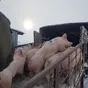 свиноматки, поросята, свиньи с комплекса в Самаре 4