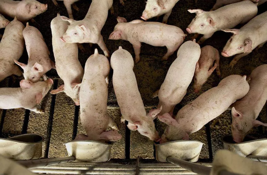свиноматки, поросята, свиньи с комплекса в Самаре 7