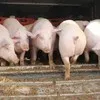 свиньи с комплекса оптом в Оренбурге и Оренбургской области 10
