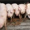 свиньи с комплекса оптом в Оренбурге и Оренбургской области 9
