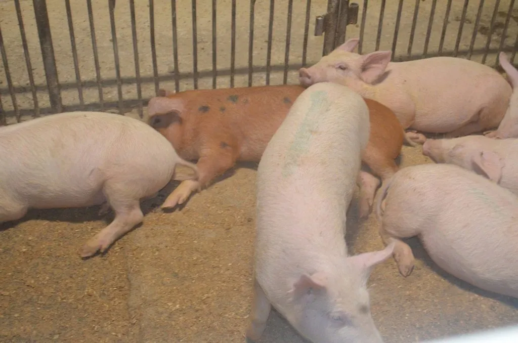 свиньи с комплекса оптом в Оренбурге и Оренбургской области 8