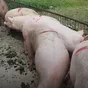 свиньи с комплекса оптом в Оренбурге и Оренбургской области 2