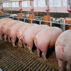 свиньи с комплекса оптом в Оренбурге и Оренбургской области