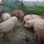 свиньи с комплекса оптом в Оренбурге и Оренбургской области 3