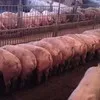 свиньи с комплекса оптом в Оренбурге и Оренбургской области 5