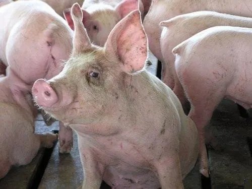 свиньи с комплекса оптом в Оренбурге и Оренбургской области 4