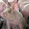 свиньи с комплекса оптом в Оренбурге и Оренбургской области 4