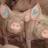 свиньи с комплекса оптом в Оренбурге и Оренбургской области 7