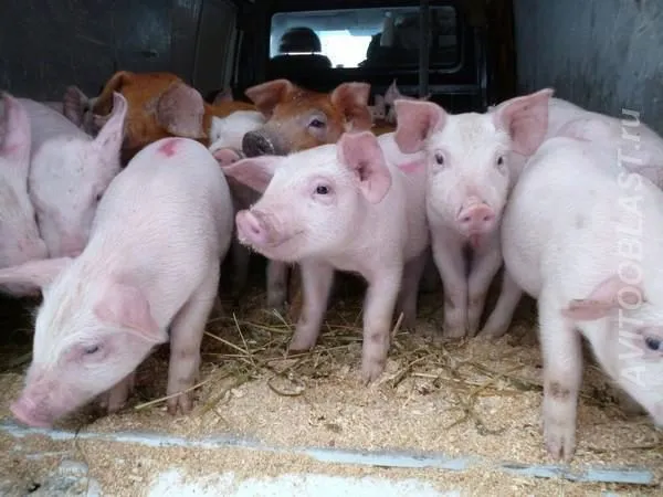 свиньи с комплекса оптом в Оренбурге и Оренбургской области 6