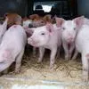 свиньи с комплекса оптом в Оренбурге и Оренбургской области 6