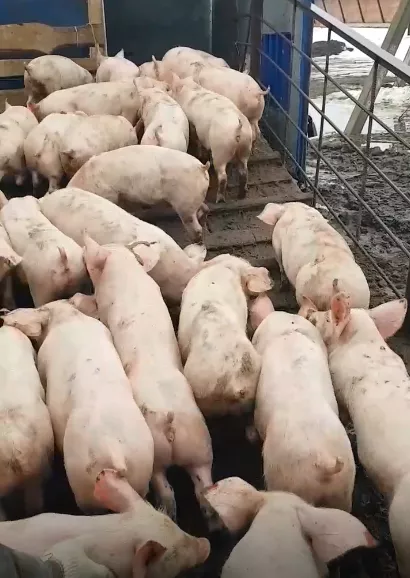 поросята, свиньи, свиноматки (оптом) в Тамбове и Тамбовской области 10