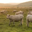 Тамбовская область за 9 месяцев снизила производство мяса на 2%, молока - увеличила на 1% - Тамбовстат