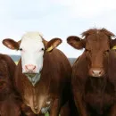 На Тамбовщине вывили четыре случая лейкоза у коров