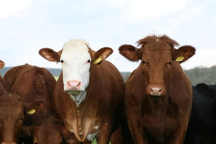 На Тамбовщине вывили четыре случая лейкоза у коров 