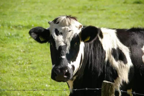 В пяти районах Тамбовщины установлен карантин по лейкозу крупного рогатого скота
