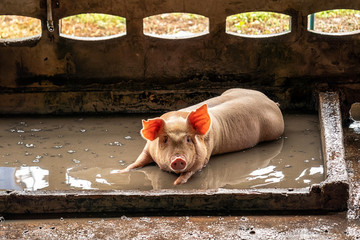 В Кирсановском районе проведут масштабные учения по ликвидации очага африканской чумы свиней