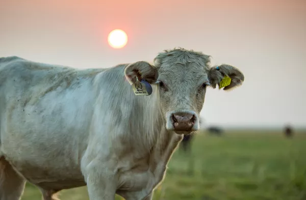 В Тамбовской области выявлен очередной случай лейкоза у коров