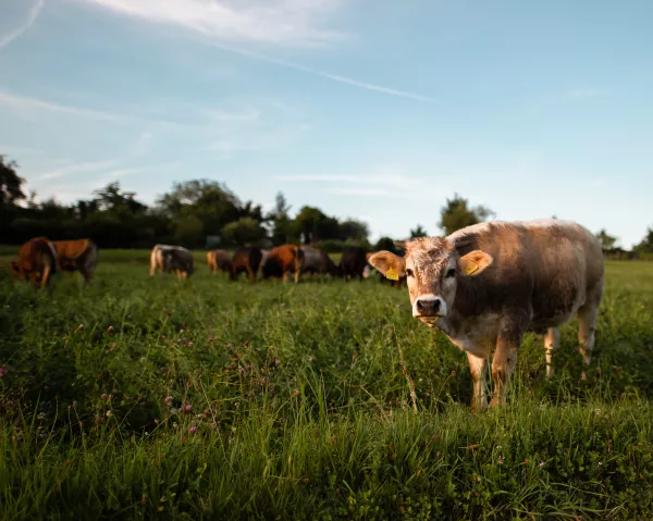 В Тамбовской области обнаружен очаг бруцеллеза крупного рогатого скота