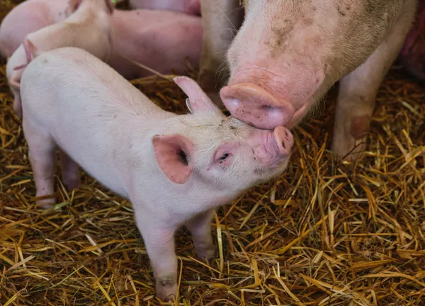 Тамбовская область укрепляет свои позиции в свиноводстве