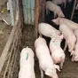 свиноматки, поросята, свиньи с комплекса в Самаре 2