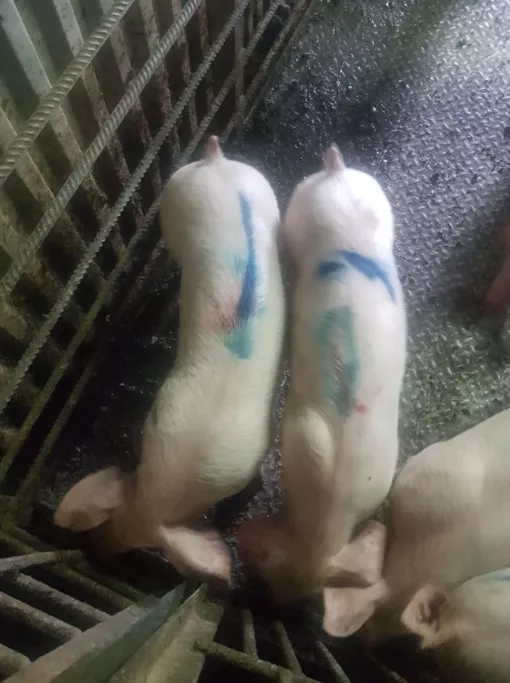 свиноматки, поросята, свиньи с комплекса в Самаре 10