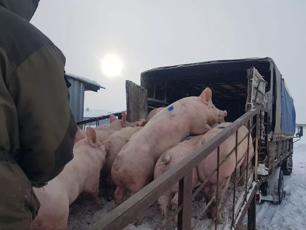 свиноматки, поросята, свиньи с комплекса в Самаре 4