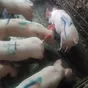 свиноматки, поросята, свиньи с комплекса в Самаре 8