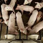 свиноматки, поросята, свиньи с комплекса в Самаре 7