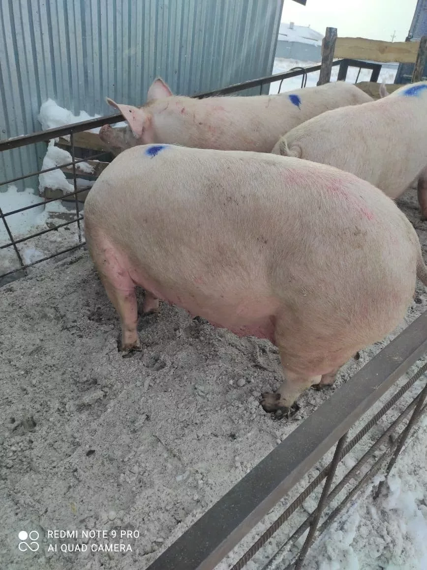 свиноматки, поросята, свиньи с комплекса в Самаре 3