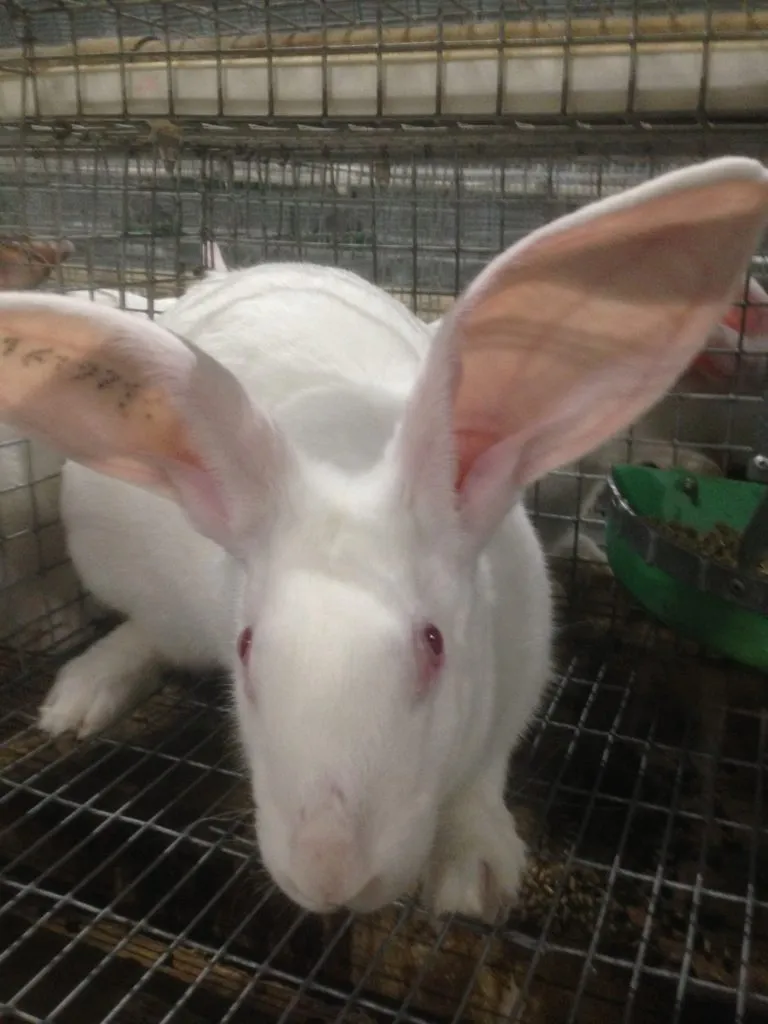 фотография продукта кролики живым весом