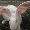 кролики живым весом в Тамбове