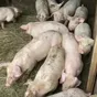 поросята, свиньи, свиноматки (оптом) в Тамбове и Тамбовской области 7