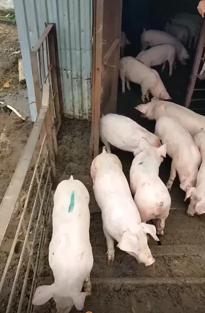 поросята, свиньи, свиноматки (оптом) в Тамбове и Тамбовской области