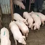 поросята, свиньи, свиноматки (оптом) в Тамбове и Тамбовской области 4