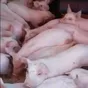 поросята, свиньи, свиноматки (оптом) в Тамбове и Тамбовской области 6